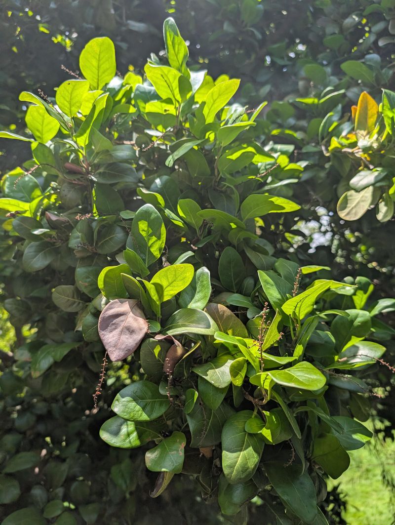 Some Plants Grow Even Wider