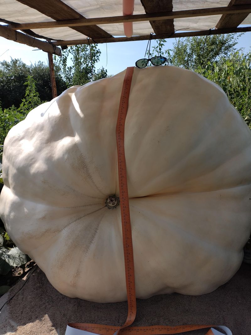 Some Pumpkins Gain Dozens Of Pounds In A Single Day