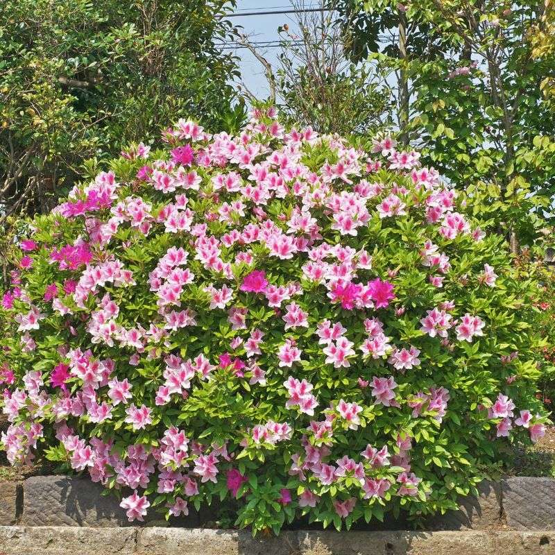 Some Reblooming Varieties Do This On Purpose