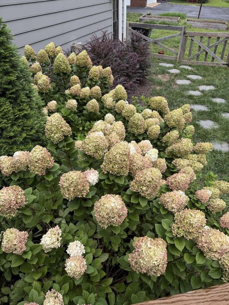 Some Shrubs Bloom On Fresh Growth Instead Some Shrubs Bloom On Fresh Growth Instead