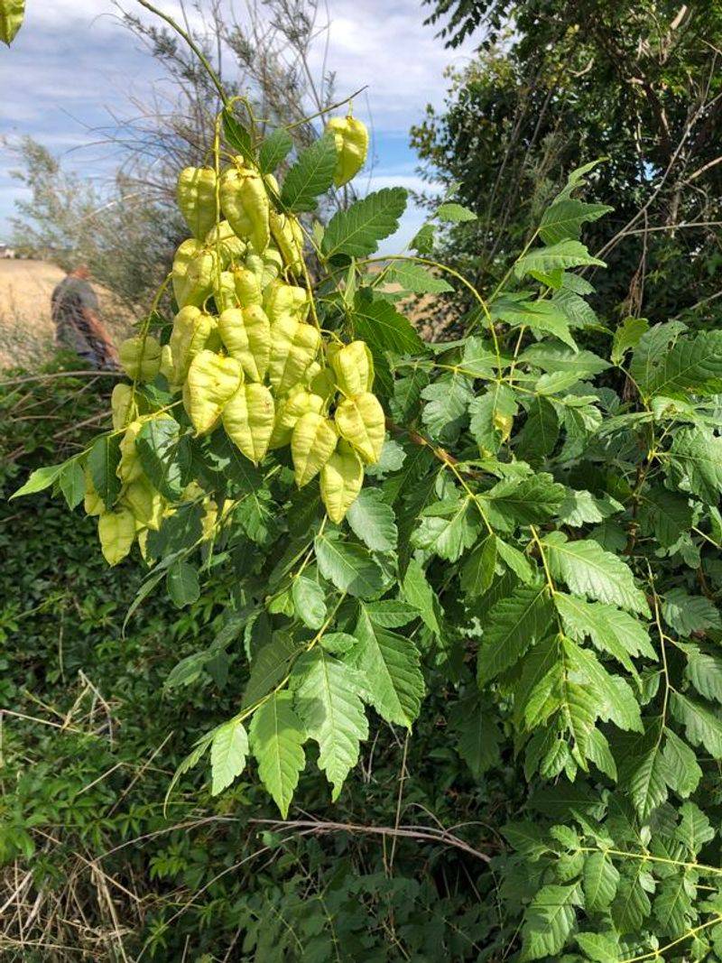 Some Southeastern States Treat These Trees As Invasive