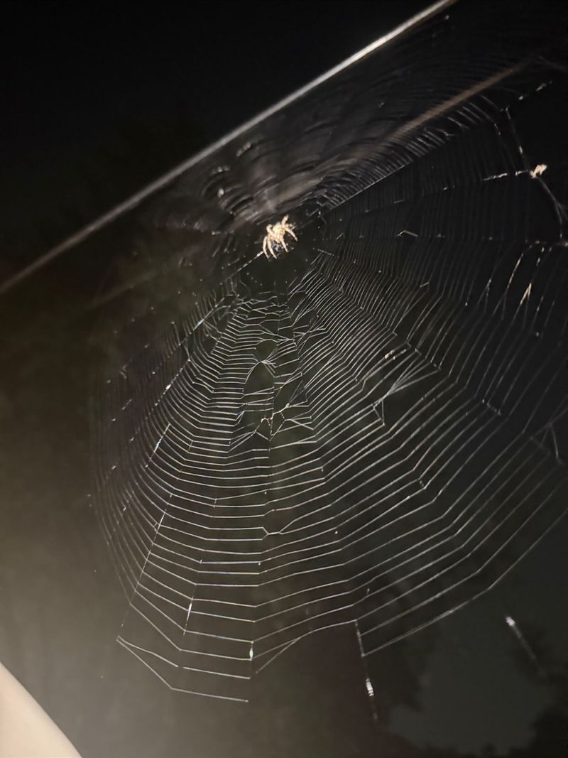Some Spiders Rebuild Their Webs Every Night