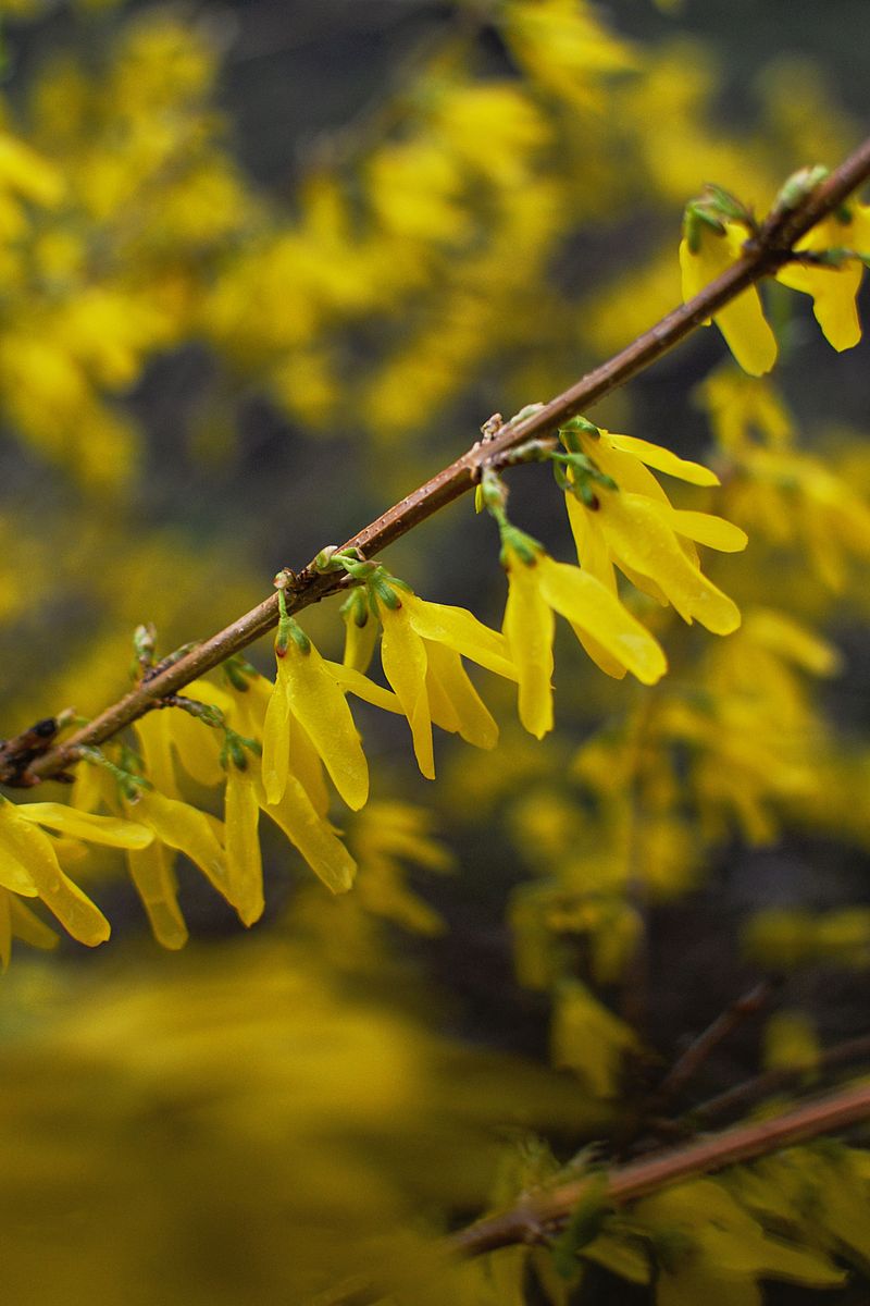 Some Spring Bloomers Got Confused Some Spring Bloomers Got Confused