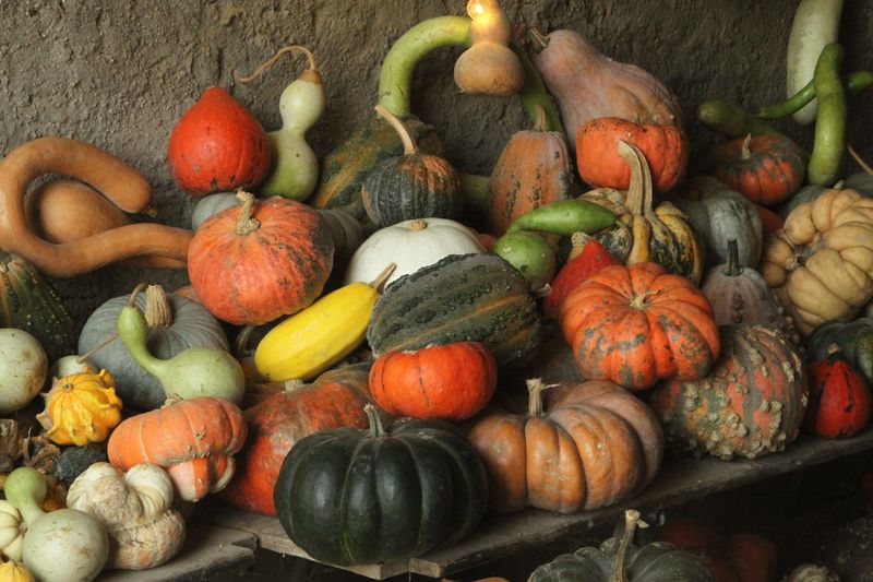Some Squash Varieties Simply Outlast Others In Storage Some Squash Varieties Simply Outlast Others In Storage