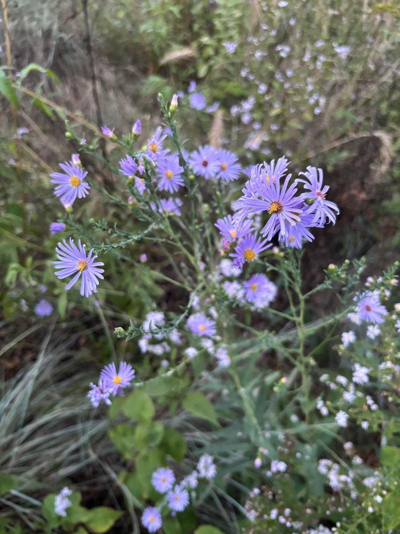 Some Tall Native Types Naturally Lean By Fall