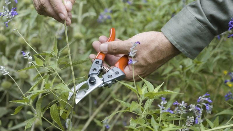 Some Tender Perennials Are Better Left Unpruned Until Spring