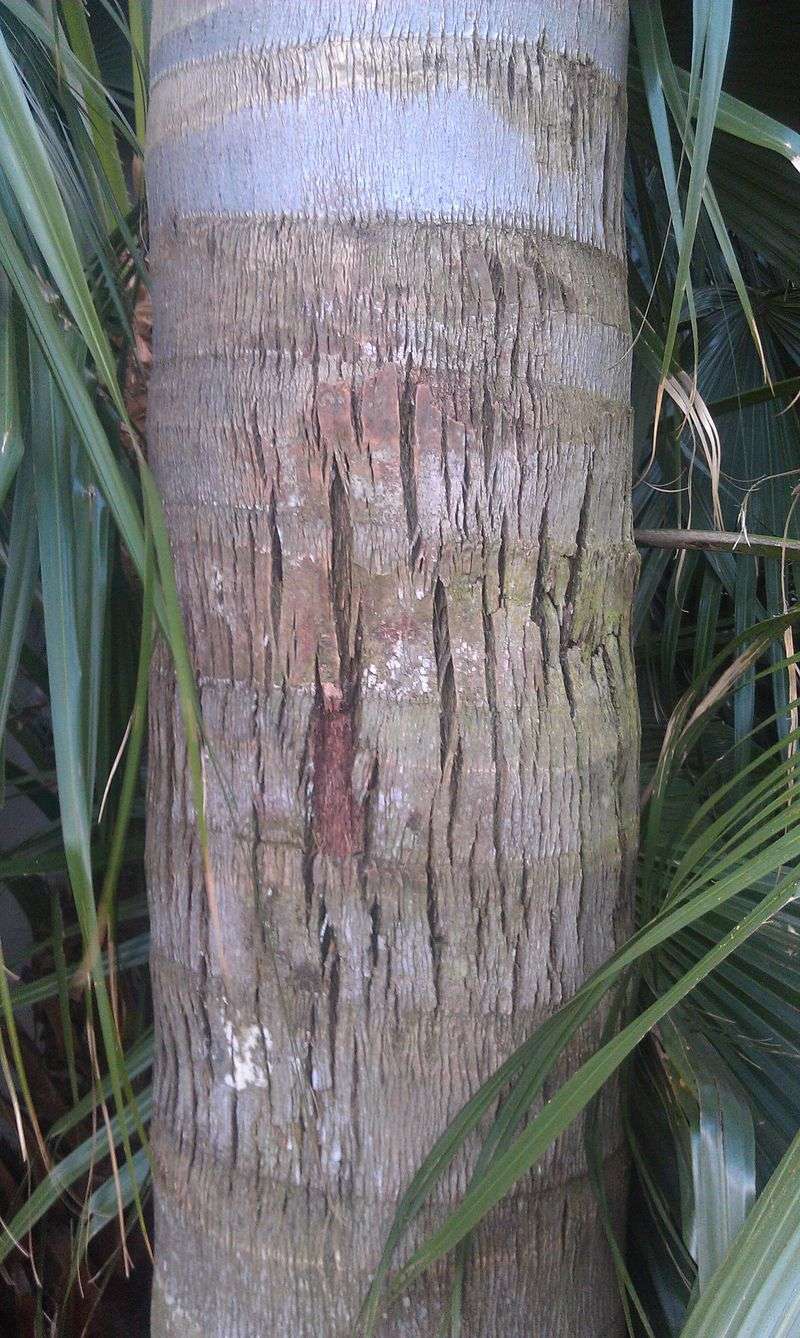 Some Tropical Palms Can Be Damaged Above Freezing