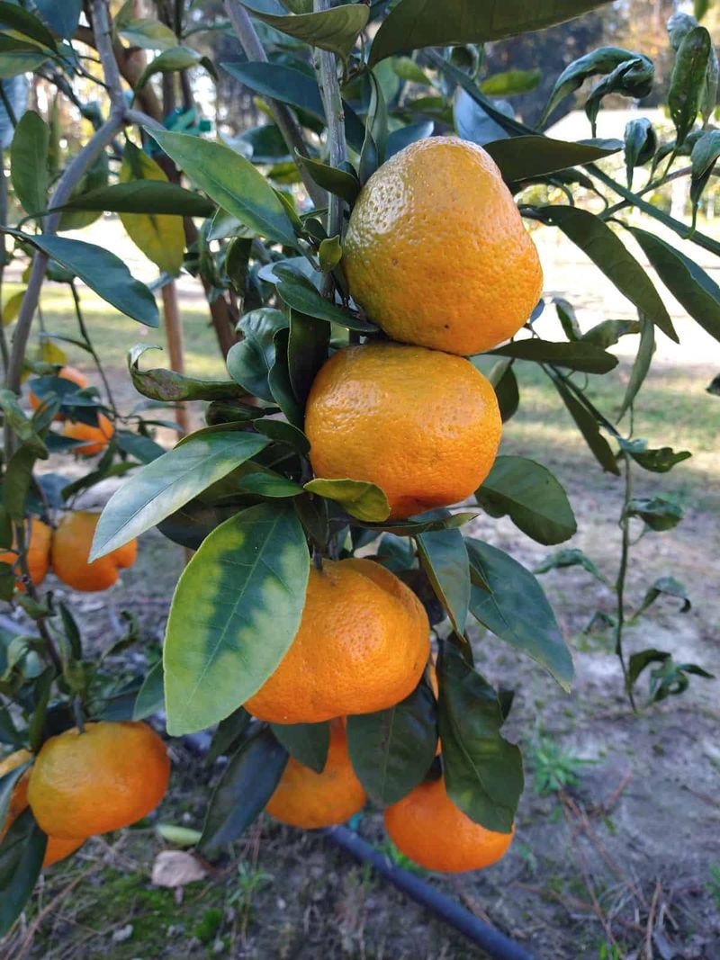 Some Varieties Are Ready As Early As October