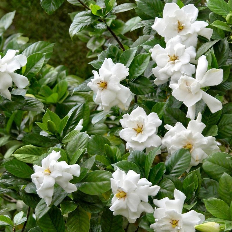 Some Varieties Form Flowers On Both New And Older Growth