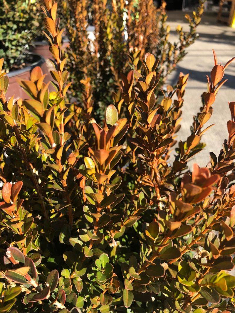 Some Varieties Love to Show Off Their Copper Side Some Varieties Love to Show Off Their Copper Side