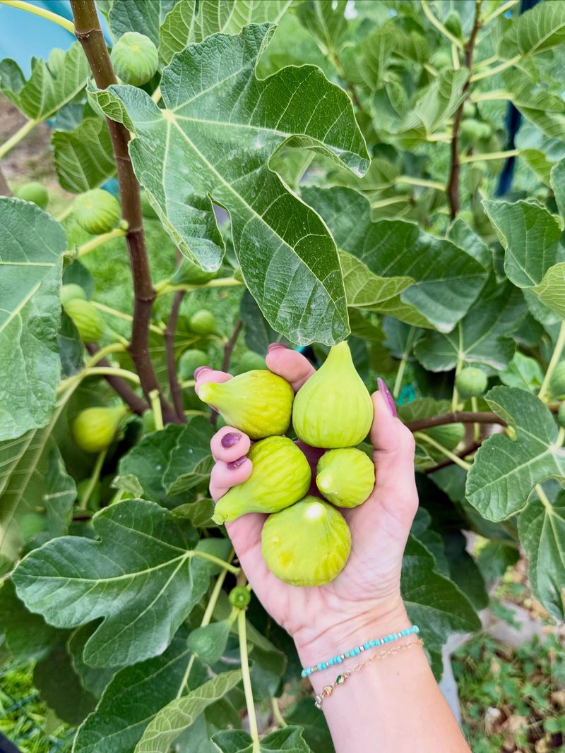 Some Varieties Naturally Ripen Later Than Others