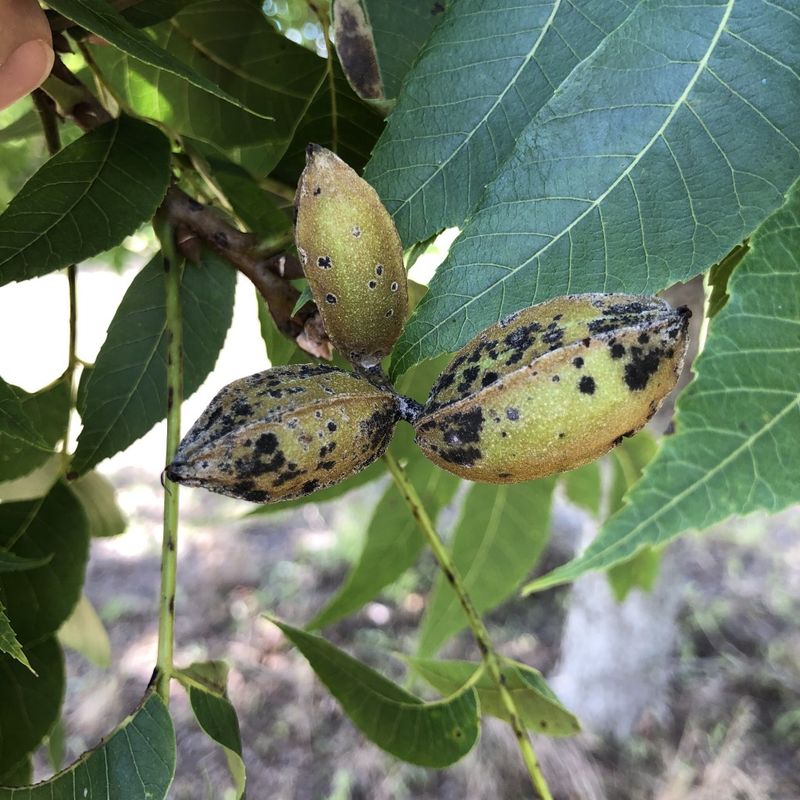 Some Varieties Resist Scab Far Better Than Others