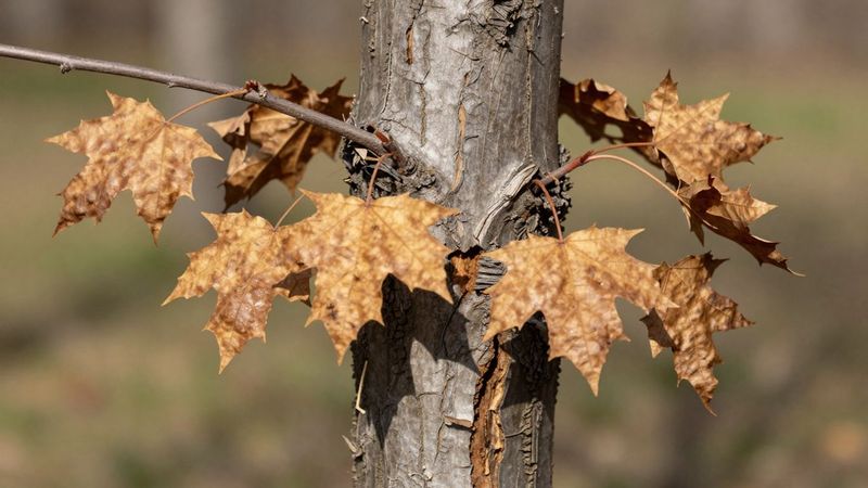 Some Warning Signs Mean It’s Time To Call An Arborist Some Warning Signs Mean It’s Time To Call An Arborist