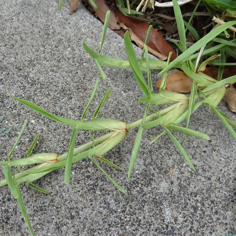 Some Weed Destroyers Can Raise The Risk