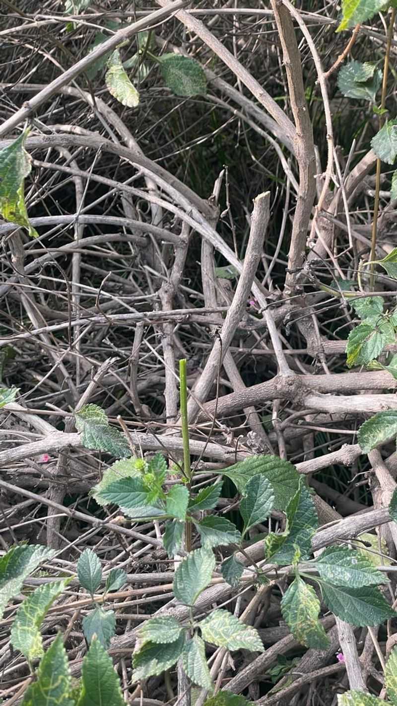 Some Well-Meant Fall Chores Can Set Lantana Back Some Well-Meant Fall Chores Can Set Lantana Back