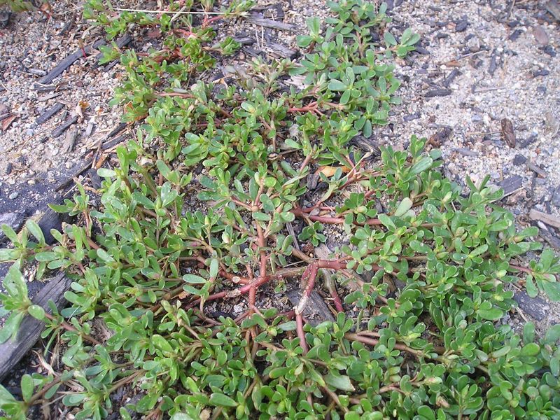 Some summer weeds grow before and through the monsoon Some summer weeds grow before and through the monsoon