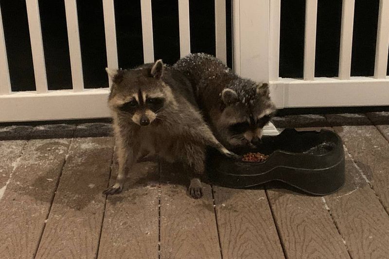 Something On Your Porch Smells Like Food Something On Your Porch Smells Like Food