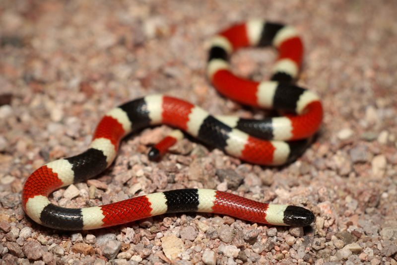 Sonoran Coral Snake