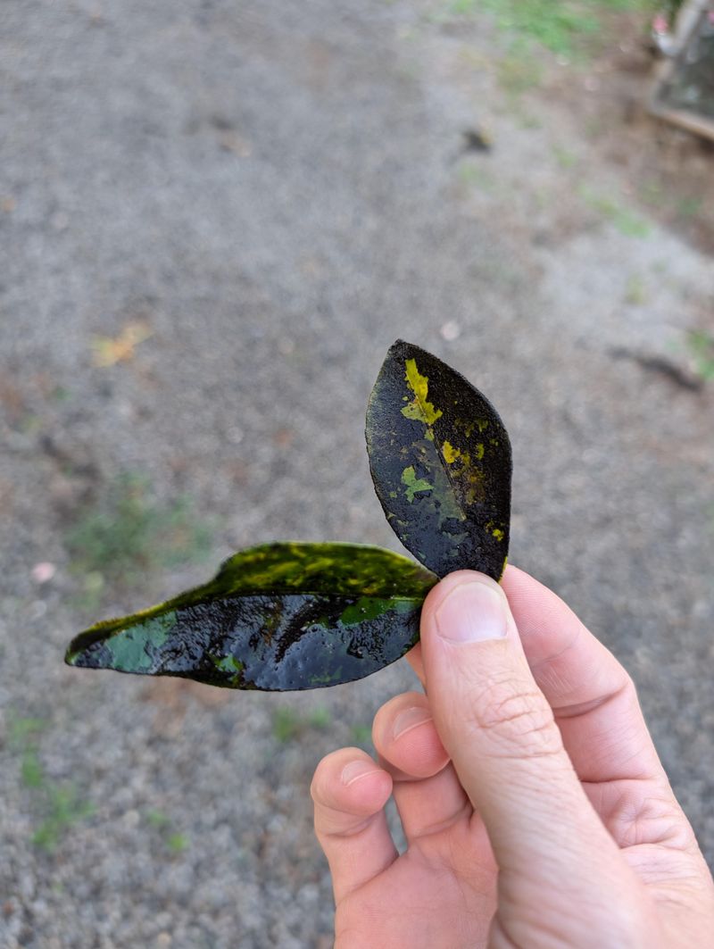 Sooty Mold Grows On Sticky Leaves