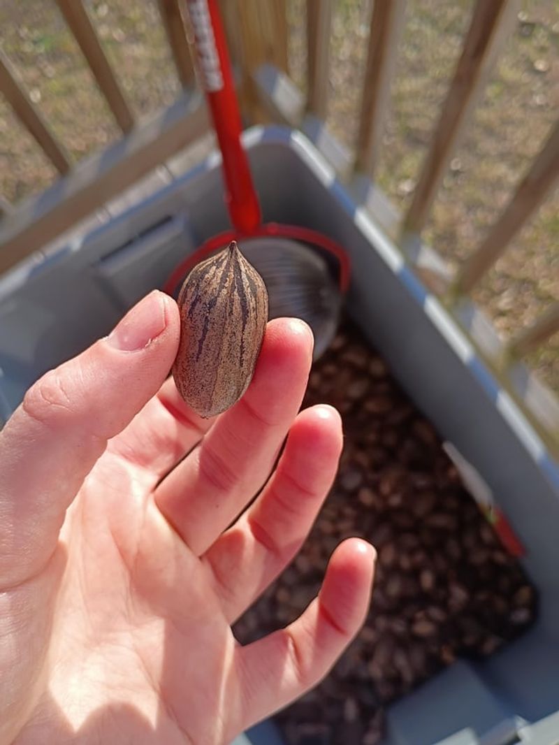 Sort Good Nuts From Bad In Harvests Sort Good Nuts From Bad In Harvests
