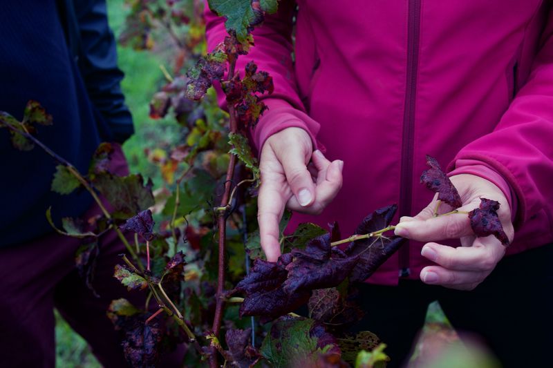 Sorting Sick Debris From Healthy Stems