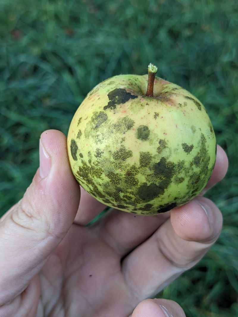 Sorting Sound Fruit From Diseased Drops
