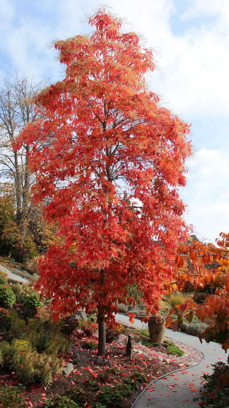 Sourwood For Summer Blooms And Scarlet Fall Leaves Sourwood For Summer Blooms And Scarlet Fall Leaves