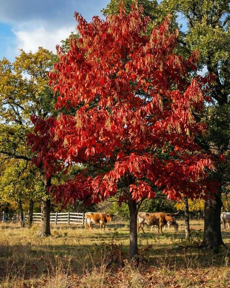 Sourwood Pairs Summer Flower Sprays With Deep Red Fall Leaves
