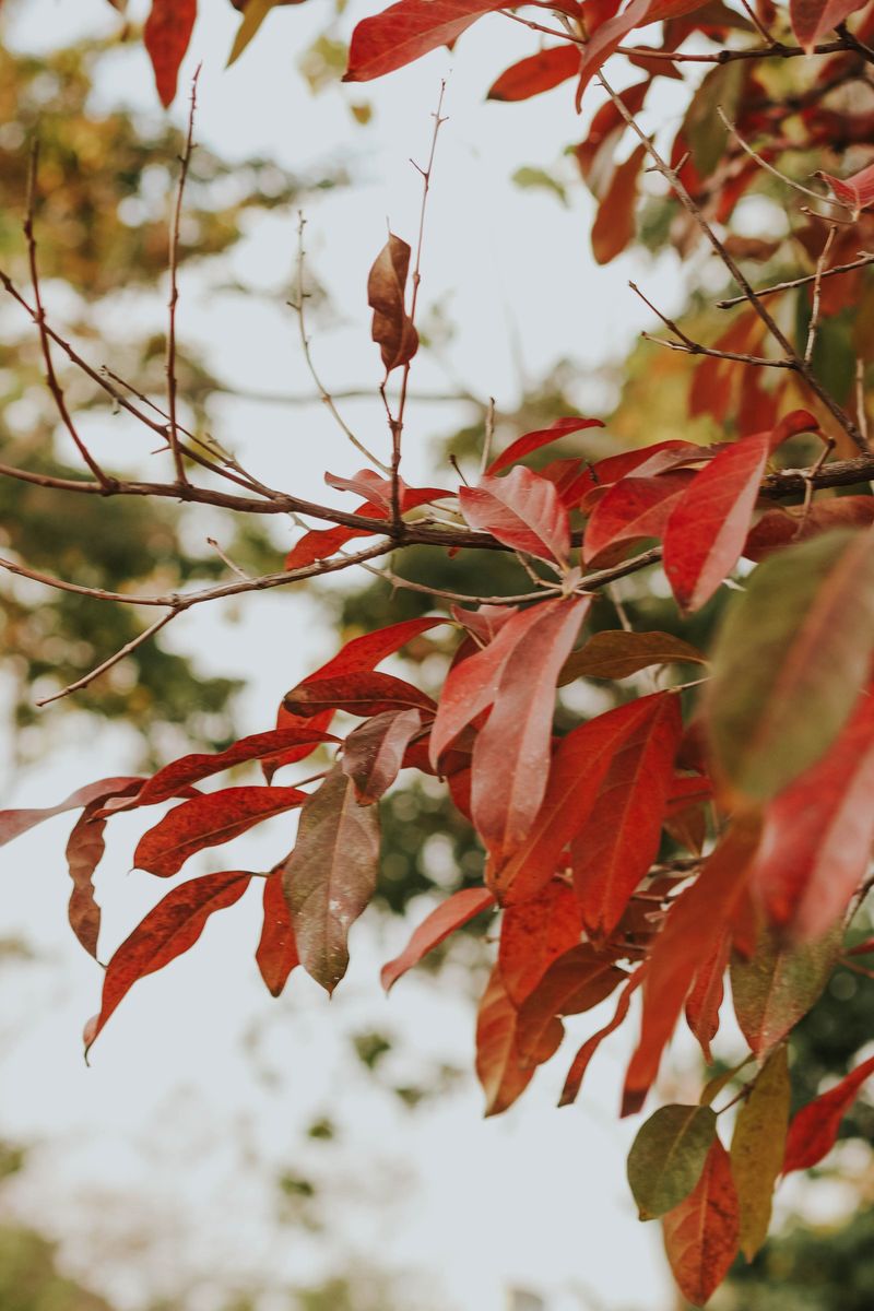 Sourwood Turns Scarlet Each Autumn Sourwood Turns Scarlet Each Autumn