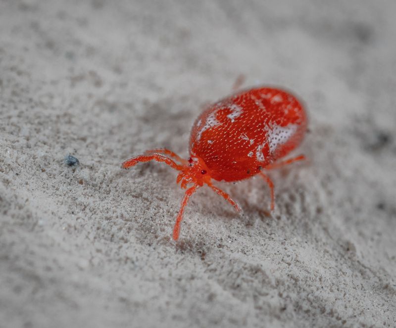 South And West Walls Soak Up The Heat These Mites Crave