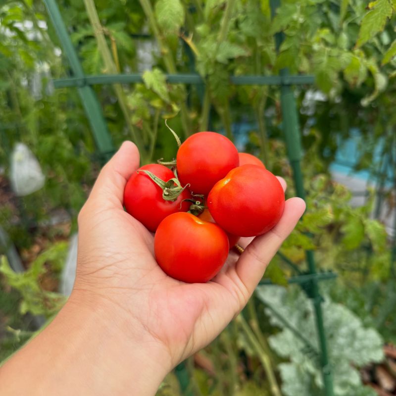 South Florida Can Grow Tomatoes Through The Cooler Months
