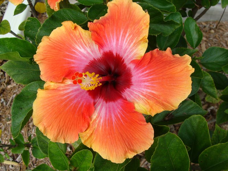 South Florida Hibiscus Can Bloom Nearly Year-Round South Florida Hibiscus Can Bloom Nearly Year-Round