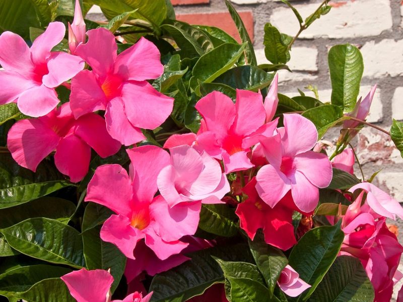 South Florida Vines Can Bloom Year-Round