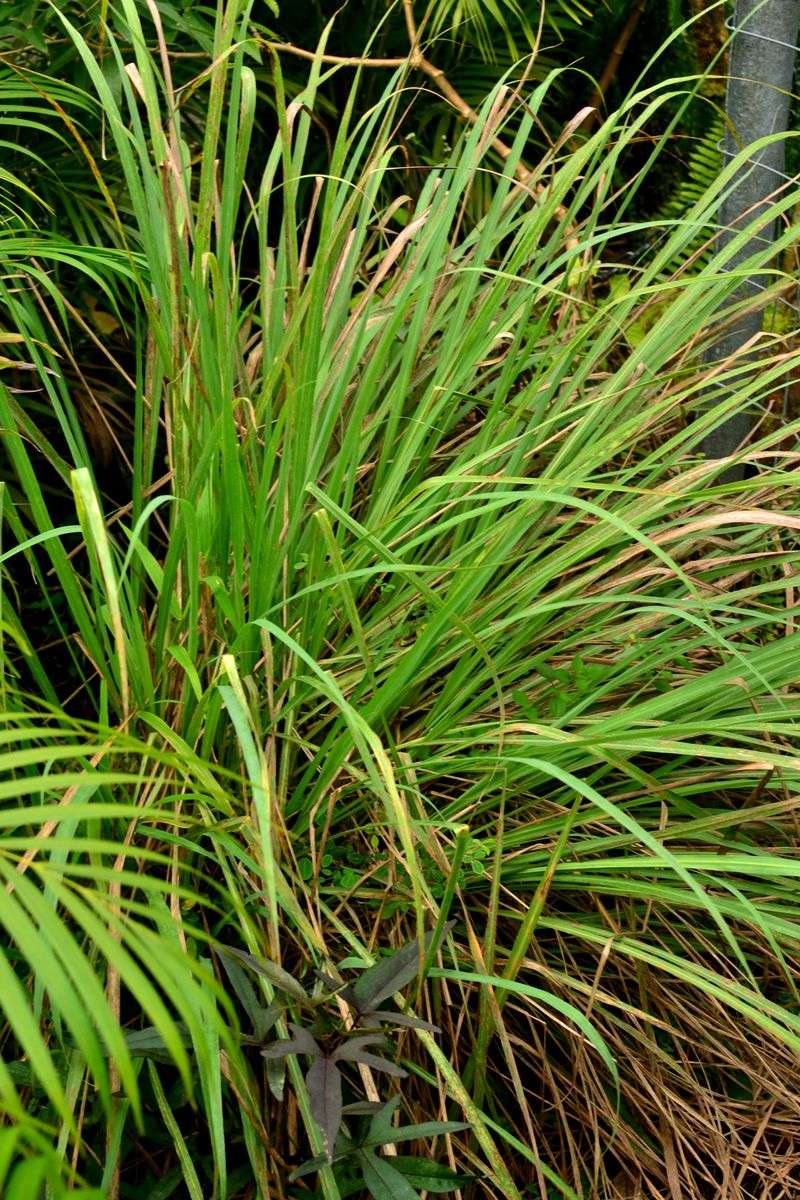 South Georgia Gardeners Can Gamble With A Thick Straw Mulch
