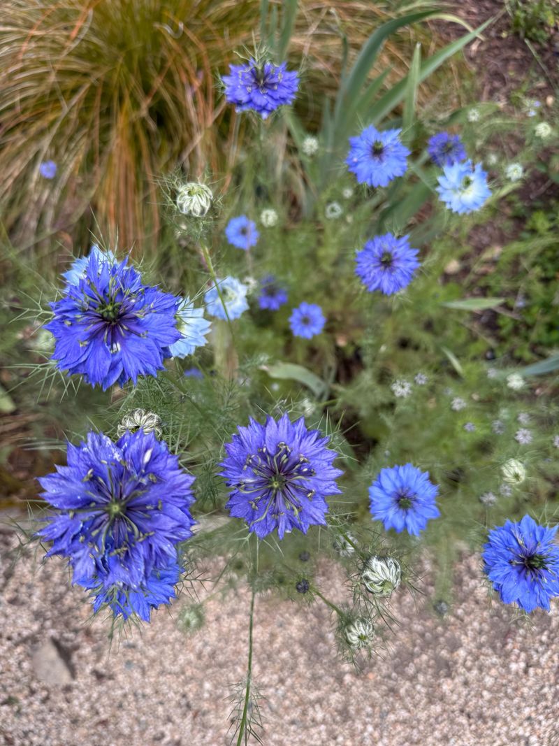 Southern Areas Offer The Best Conditions For Fall Sowing Southern Areas Offer The Best Conditions For Fall Sowing
