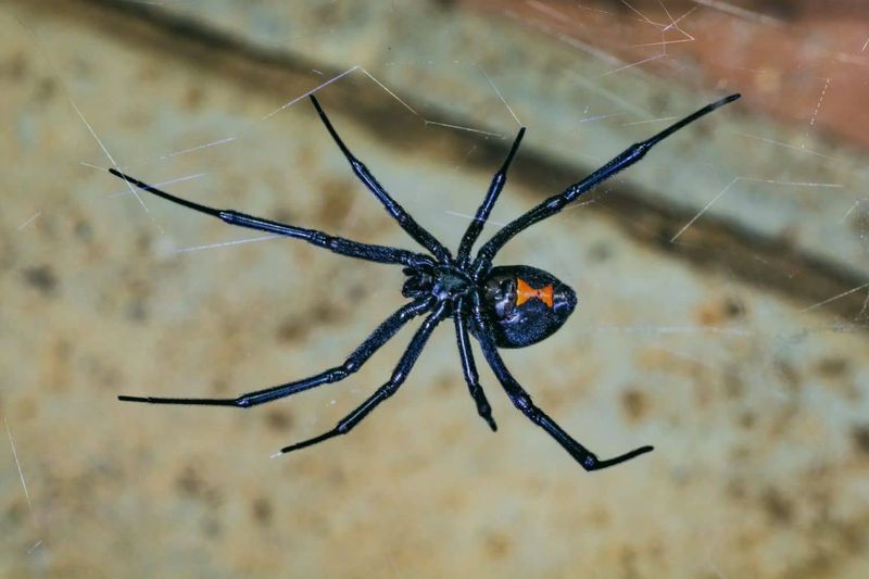 Southern Black Widow, The Classic Red Hourglass Spider Southern Black Widow, The Classic Red Hourglass Spider