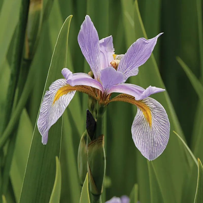 Southern Blue Flag Iris