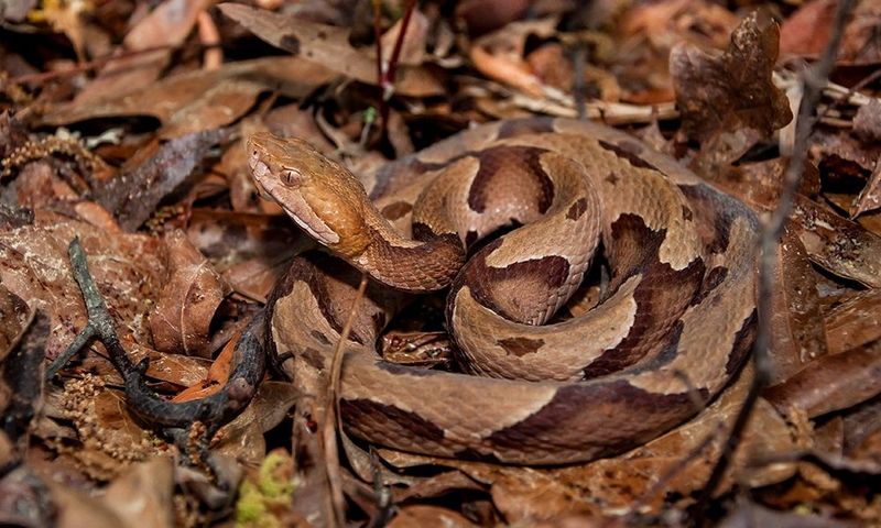 Southern Copperhead