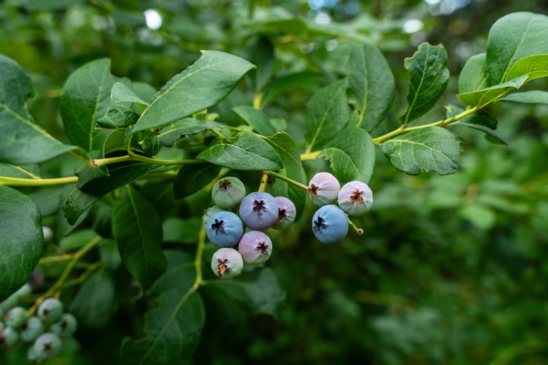 Southern Highbush, Rabbiteye And Northern Highbush For Most Regions Of Virginia Southern Highbush, Rabbiteye And Northern Highbush For Most Regions Of Virginia