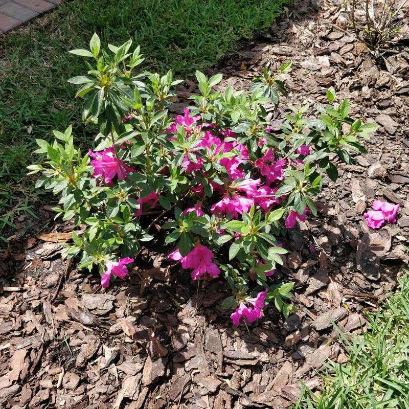 Southern Indica Types Common Here Bloom On Last Season's Growth Southern Indica Types Common Here Bloom On Last Season's Growth