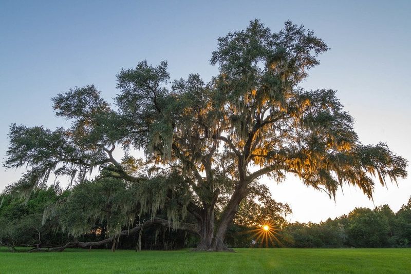 Southern Live Oak Grows Across Most Of Florida