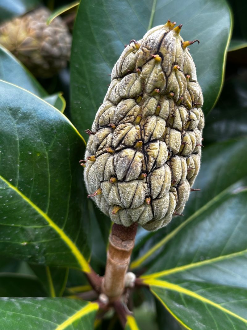 Southern Magnolia Southern Magnolia