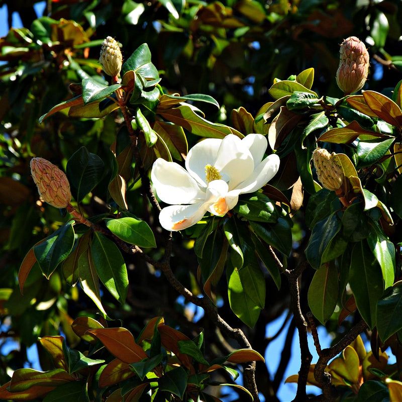 Southern Magnolia Adds Evergreen Structure Year Round Southern Magnolia Adds Evergreen Structure Year Round