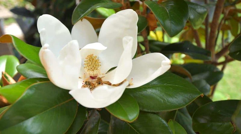 Southern Magnolia Brings Charm And Fragrance