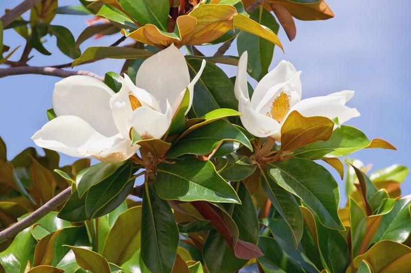 Southern Magnolia Casts Year-Round Shade Southern Magnolia Casts Year-Round Shade