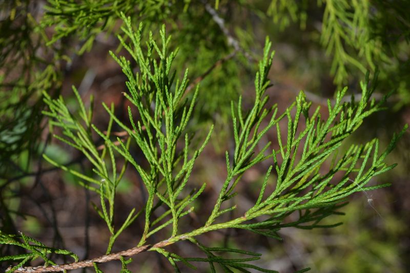 Southern Red Cedar Southern Red Cedar
