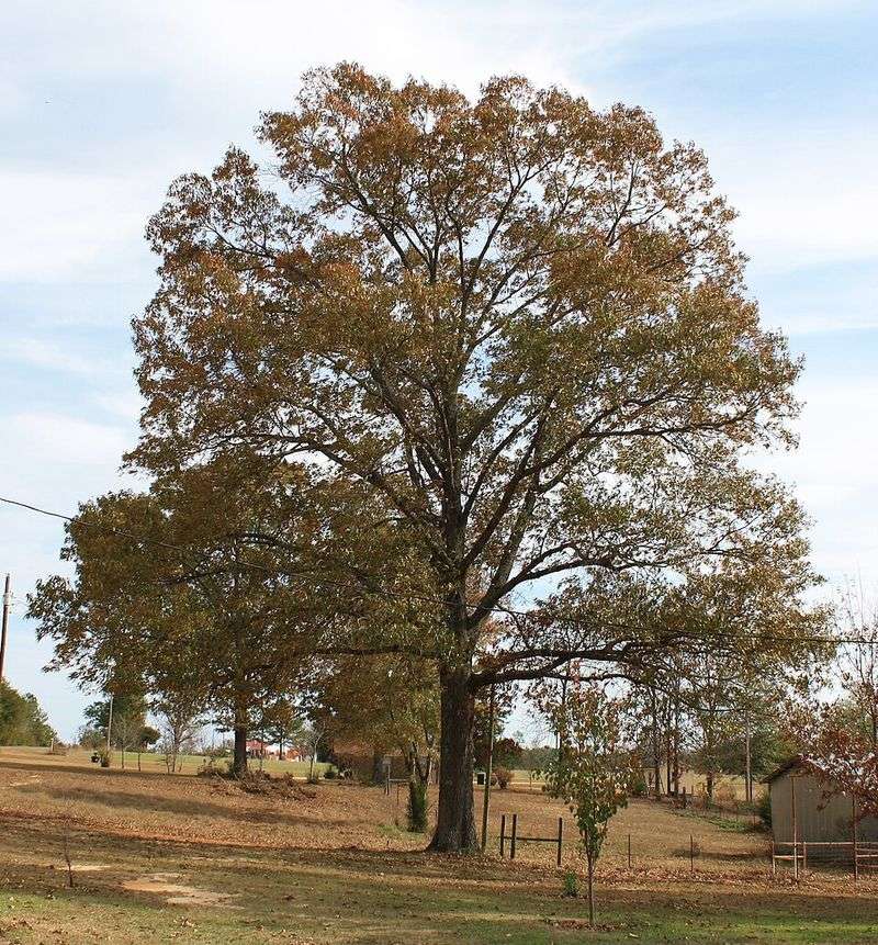 Southern Red Oak