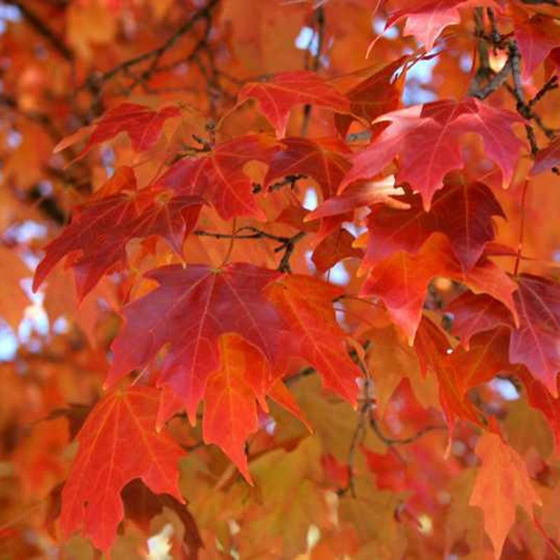 Southern Sugar Maple Offers Attractive Fall Color Southern Sugar Maple Offers Attractive Fall Color