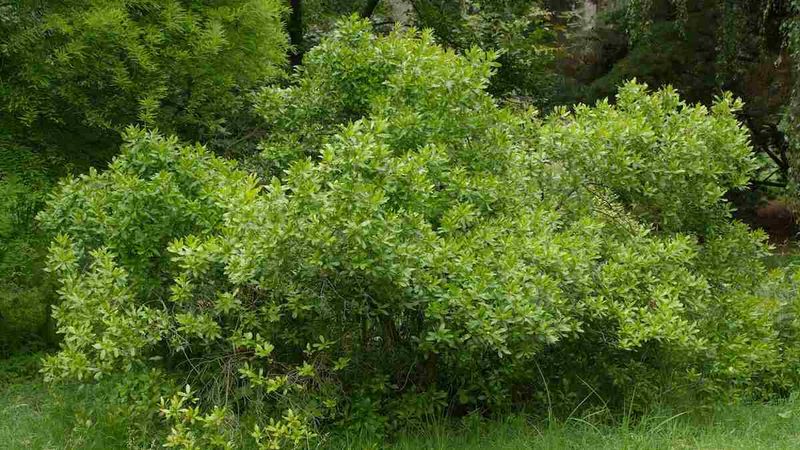 Southern Wax Myrtle Shoots Up Fast And Smells Amazing