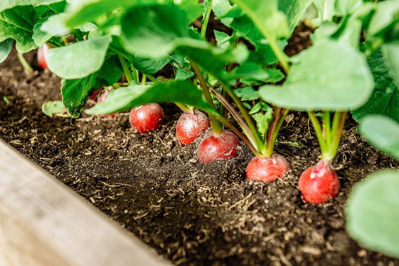 Sow In Small Batches For A Rolling Harvest